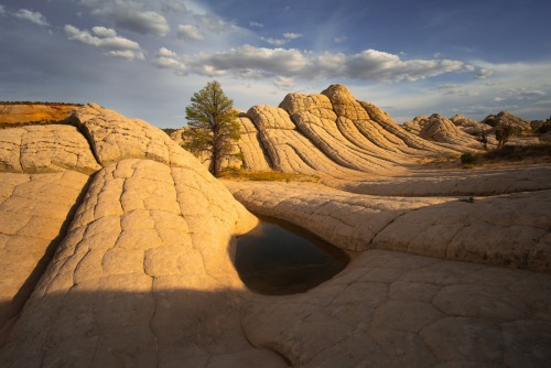 Desert teardrop